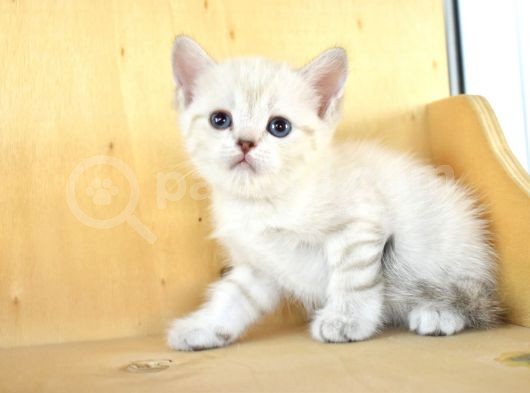 A Clas Si̇lver Poi̇nt Ful Şecere görsel