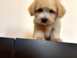 Oyuncu Maltipoo Yavrular