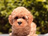 Apricot Toy Poodle Yavrular