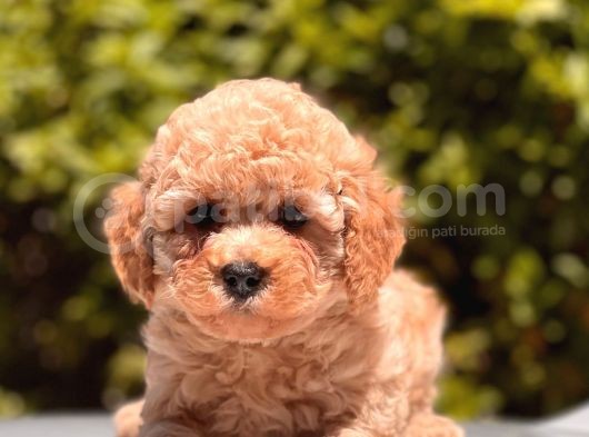 Apricot Toy Poodle Yavrular görsel