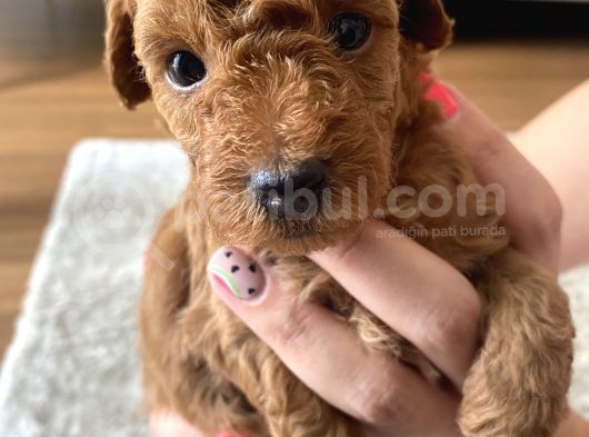 Red Brown Erkek Toy Poodle Yavrumuz görsel