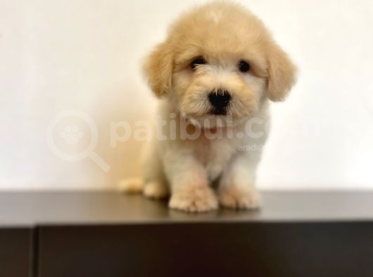 Oyuncu Maltipoo Yavrular görsel