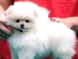 Pomeranian Boo Yavrularımız