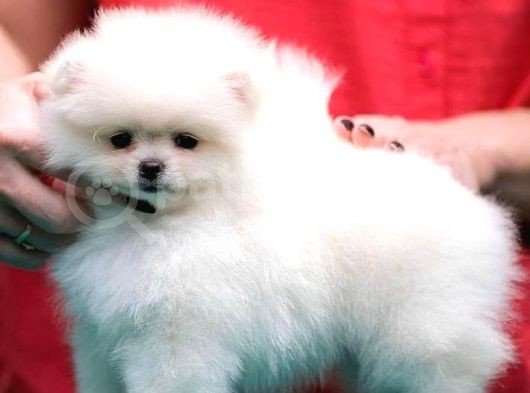 Pomeranian Boo Yavrularımız