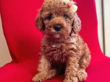 Red -Apricot Toy Poodle Yavrular