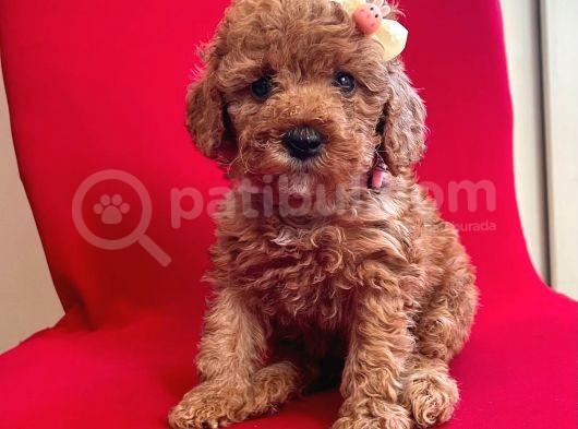 Red -Apricot Toy Poodle Yavrular görsel