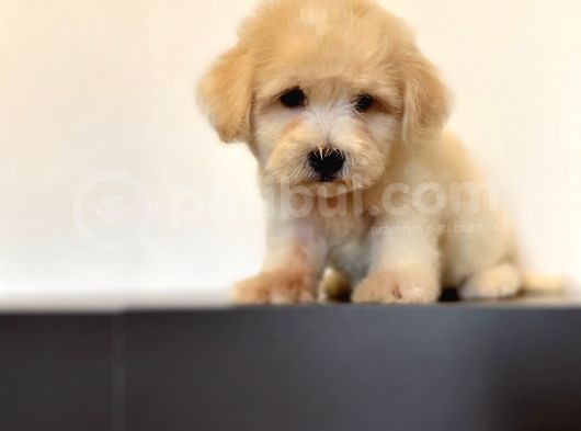 Oyuncu Maltipoo Yavrular görsel