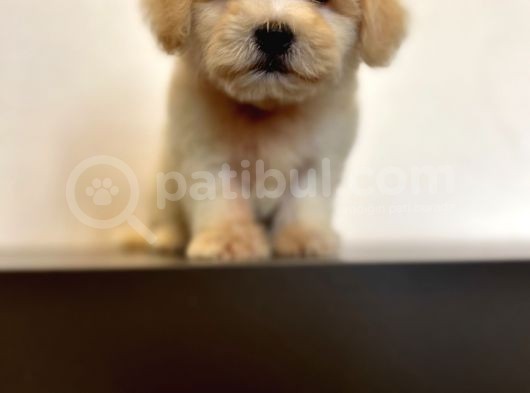 Oyuncu Maltipoo Yavrular görsel