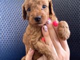 Red Brown Erkek Toy Poodle Yavrumuz