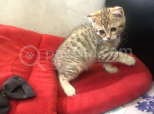 Safkan Harika Renk British