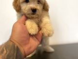 Mi̇ni̇ Maltipoo Yavrular