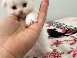 Birbirinden Güzel Yavrular