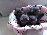 British Shorthair Yavruları