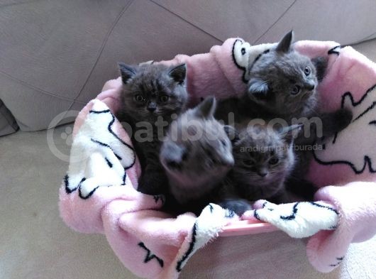 British Shorthair Yavruları görsel