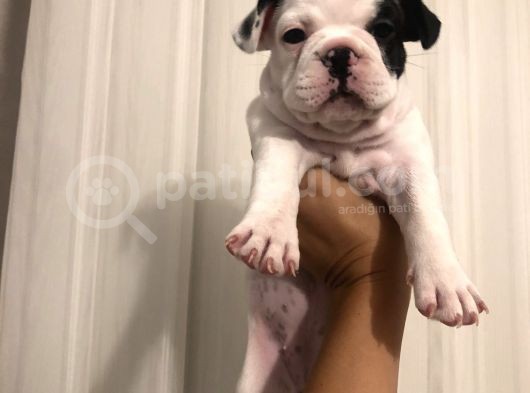 Sahibinden En Iyi Şekilde Bakılan Safkan Fransiz Bulldoglar görsel
