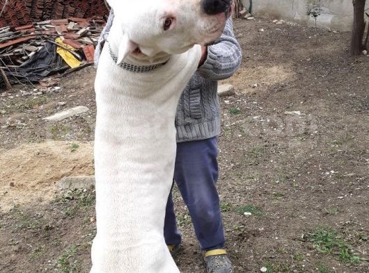Aşi Karneli Safkan Dogo Yavrularimiz görsel