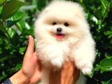 Pomeranian Boo Yavrularımız