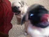 50 Günlük Pug Yavrularımız Yeni Yuvalarına Gitmeye Hazır