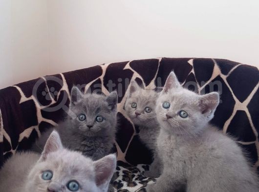 British Shorthair Yavrular görsel