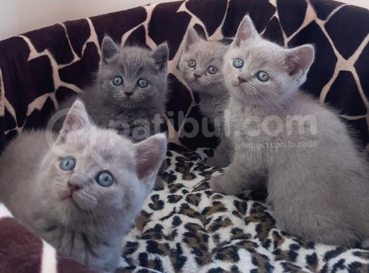 British Shorthair Yavrular