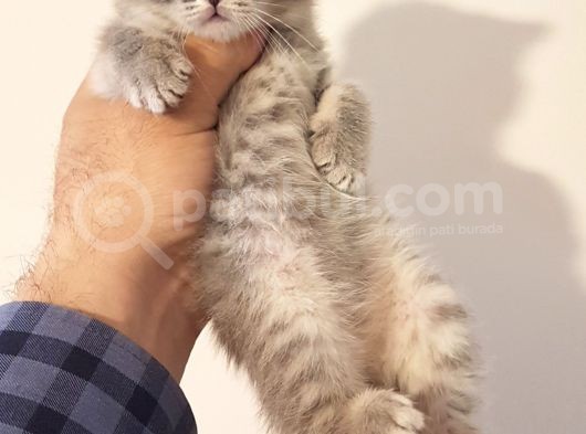 British Shorthair Yavrular görsel