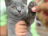 Safkan Erkek British Shorthair Yavru