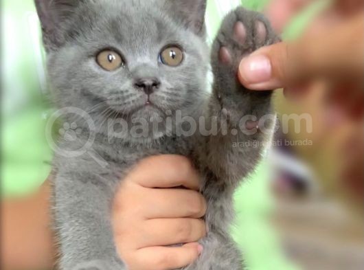 Safkan Erkek British Shorthair Yavru görsel