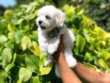 Sevimli Maltese Terrier