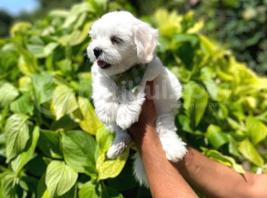 Sevimli Maltese Terrier görsel