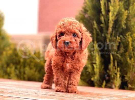 Toy Poodle Yavrular görsel