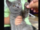 Safkan Erkek British Shorthair Yavru