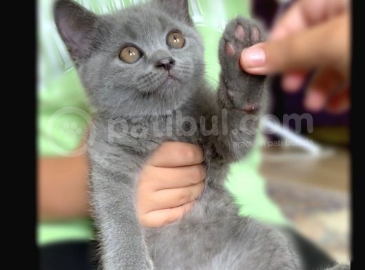 Safkan Erkek British Shorthair Yavru görsel