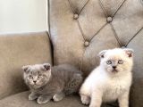 50 Günlük Scottish Fold Yavrular