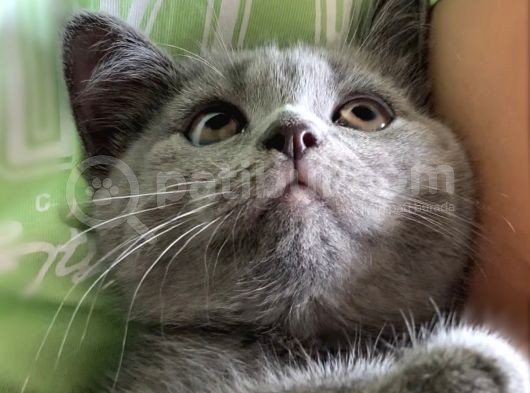 Safkan Erkek British Shorthair Yavru