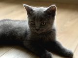 Safkan Erkek British Shorthair Yavru