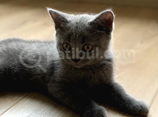 Safkan Erkek British Shorthair Yavru görsel