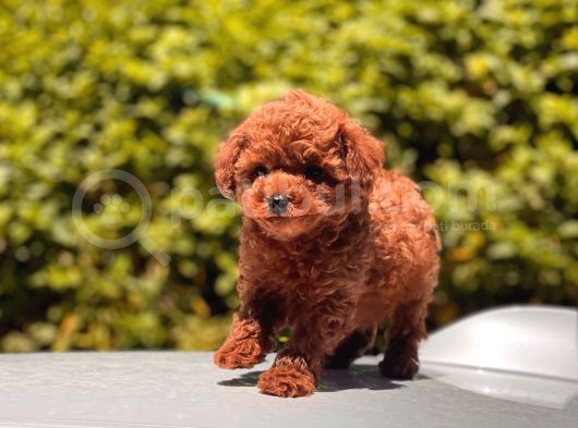 Toy Poodle Yavrular görsel