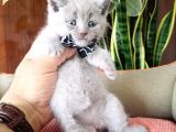 British Shorthair Yavrular