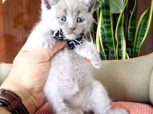 British Shorthair Yavrular görsel