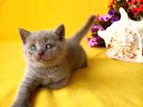 British Shorthair Yavrular