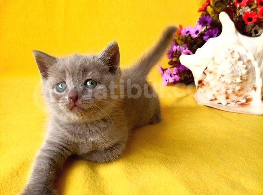British Shorthair Yavrular görsel