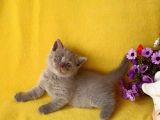 British Shorthair Yavrular