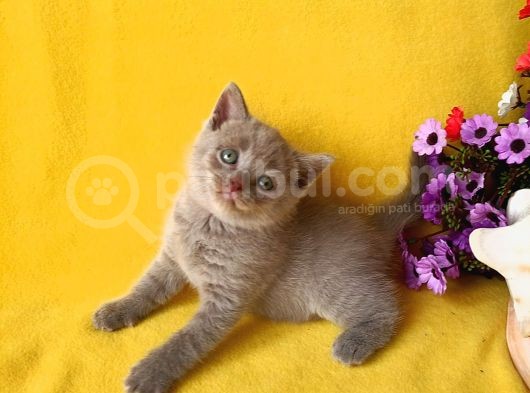 British Shorthair Yavrular