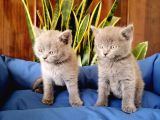British Shorthair Yavrular