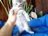 British Shorthair Yavrular