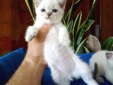 Mükemmel Bir Kedi British Shorthair Inceleyin
