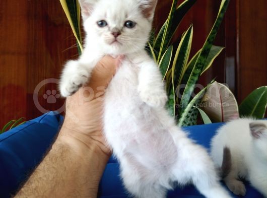 Mükemmel Bir Kedi British Shorthair Inceleyin görsel