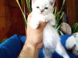 Mükemmel Bir Kedi British Shorthair Inceleyin