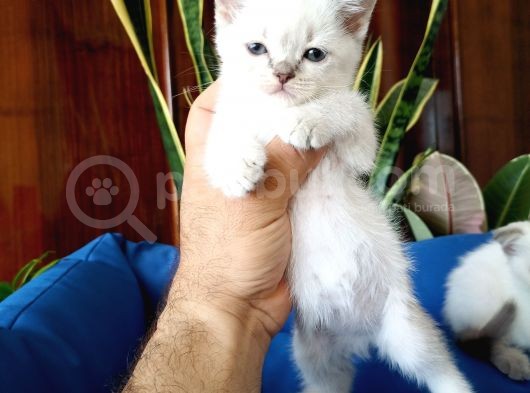 Mükemmel Bir Kedi British Shorthair Inceleyin görsel