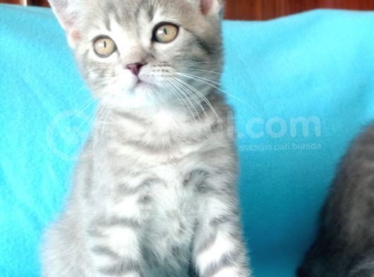 British Shorthair Yavrular Sizler Için